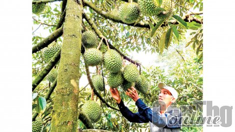 Kết nối đầu ra cho nông sản Cần Thơ