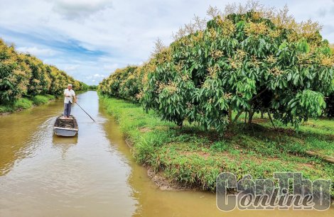 Tăng cường các giải pháp bảo vệ vườn cây ăn trái mùa lũ