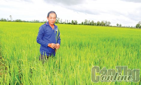 Cờ Đỏ chủ động chăm sóc, bảo vệ lúa thu đông