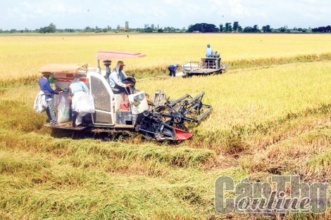 Thới Lai tháo gỡ khó khăn, tiếp tục duy trì tăng trưởng
