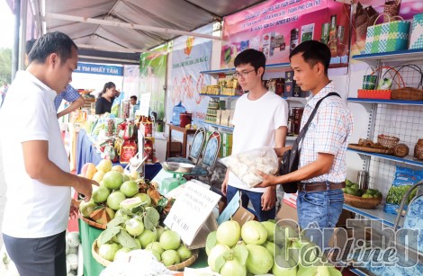 Hỗ trợ hợp tác xã liên kết sản xuất hàng hóa, nông sản đặc trưng