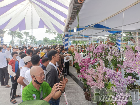 Hơn 450 tác phẩm tham gia Hội thi và triển lãm hoa lan mở rộng TP Cần Thơ năm 2022
