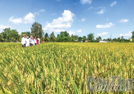 Mô hình canh tác lúa thông minh giúp nâng cao thu nhập cho nông dân
