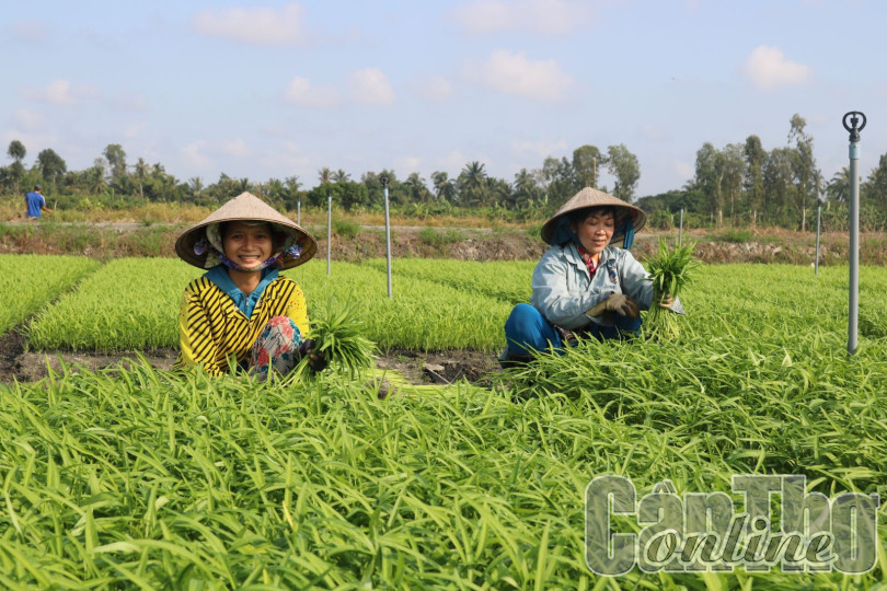 Hợp tác xã nông nghiệp dẫn dắt nhà nông sản xuất theo chuỗi