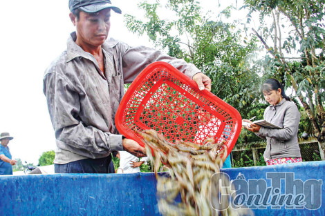 Ngành Thủy sản phát huy tiềm năng, khẳng định vị thế