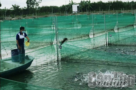 Nuôi trồng thủy sản theo quy hoạch, đáp ứng tiêu chuẩn vệ sinh an toàn thực phẩm