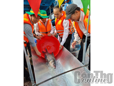 Tổ chức thả cá tái tạo nguồn lợi thủy sản liên tỉnh trên sông Hậu