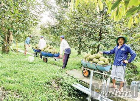 Áp dụng cơ giới vào sản xuất cây ăn trái chưa đáp ứng yêu cầu