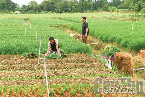 Trồng hẹ giúp nâng cao thu nhập
