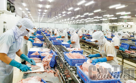 Liên kết chặt chẽ đưa con cá tra "bơi nhanh, bơi xa"