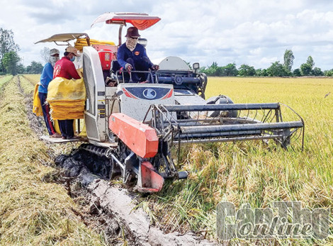 Giá lúa thu đông sớm giảm, nông dân gặp khó!