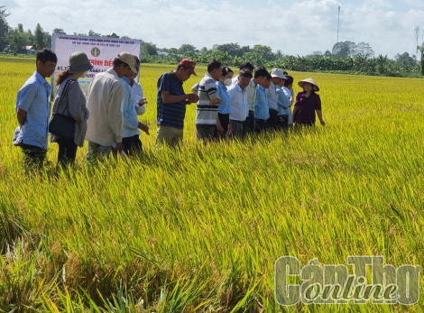 Hỗ trợ nông dân sản xuất lúa theo hướng hữu cơ