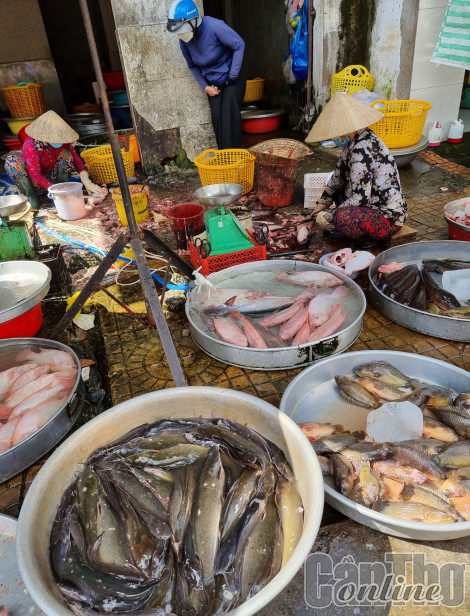 Giá nhiều loại cá đồng giảm