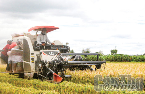 Giải pháp an toàn, hiệu quả cao cho vụ lúa đông xuân mới