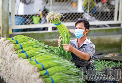 23% HTX nông nghiệp bán hàng trên nền tảng thương mại điện tử