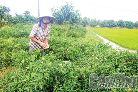 Giá ớt giảm mạnh