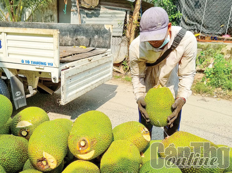 Mít Thái bán được giá cao