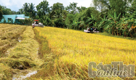 Giá lúa tăng trở lại