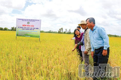 Nhiều tiềm năng phát triển sản xuất, tiêu thụ nông sản hữu cơ