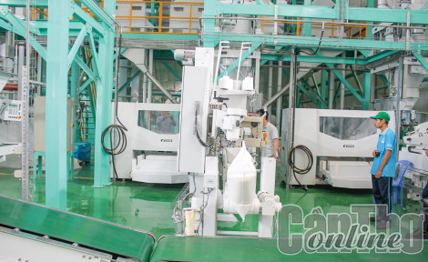 Nâng cao chất lượng lúa gạo đáp ứng yêu cầu xuất khẩu
