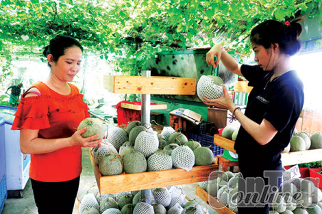 Phát triển nông nghiệp du lịch để nâng cao hiệu quả sản xuất