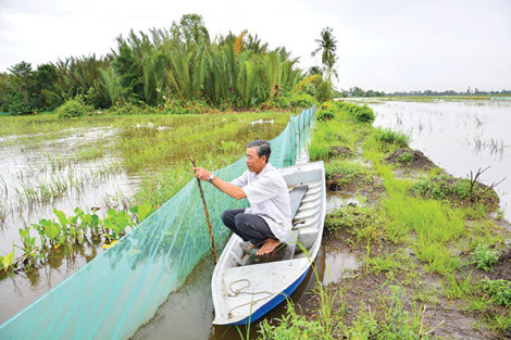 Nuôi cá trên ruộng mùa nước nổi, mô hình hiệu quả