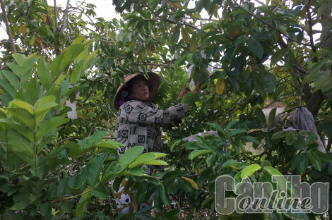 Cần lao khởi nghiệp