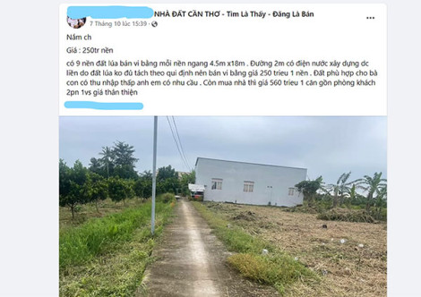 Rủi ro khi mua đất lúa