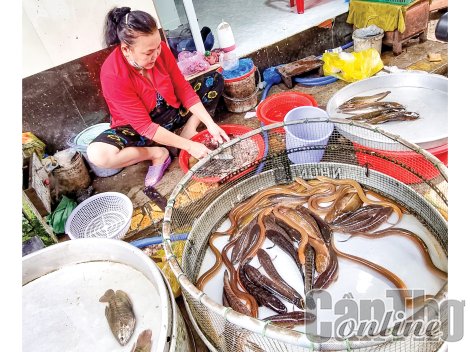 Lươn thịt tăng giá