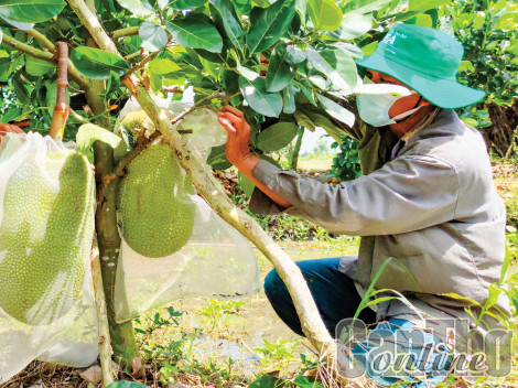 Giá mít Thái giảm mạnh
