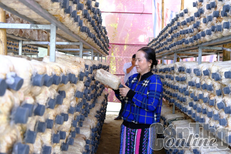 Cờ Đỏ nâng cao giá trị sản xuất nông nghiệp