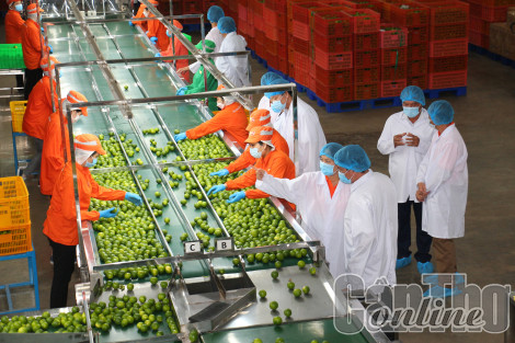 The Fruit Republic Cần Thơ nỗ lực thúc đẩy tiêu thụ, xuất khẩu trái cây vùng ĐBSCL