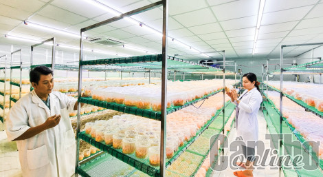 Phát triển sản phẩm OCOP từ nấm đông trùng hạ thảo