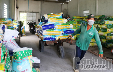 Đa dạng giống lúa, nông dân có nhiều lựa chọn