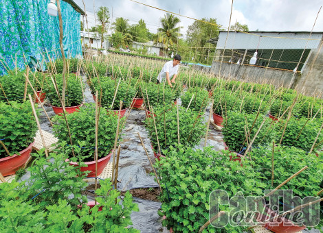 Nhà nông tích cực chuẩn bị mùa Tết