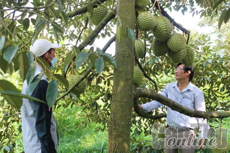 Hỗ trợ nông dân phát triển sản xuất và tiêu thụ sầu riêng