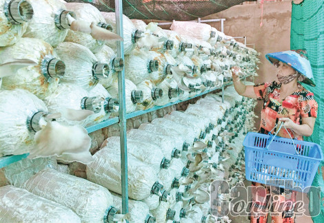 “Lương duyên” với nấm bào ngư