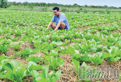 Cờ Đỏ tập trung sản xuất rau màu và trái cây vụ Tết