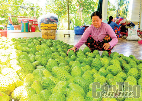 Mãng  cầu xiêm bán được giá cao