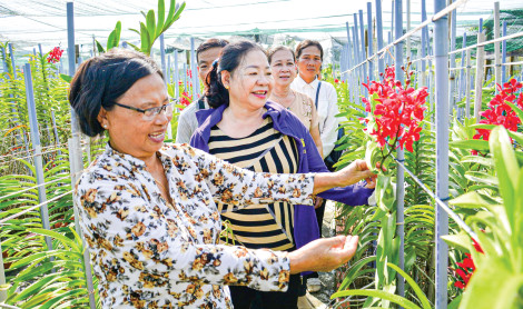 Thu tiền triệu mỗi ngày nhờ trồng lan cắt cành