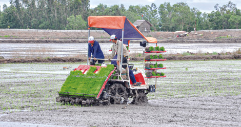 Gạo ngon, thơm nhẹ xuất khẩu đạt giá trị cao