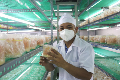 Thúc đẩy hợp tác xã nông nghiệp ĐBSCL chuyển đổi sản xuất bền vững