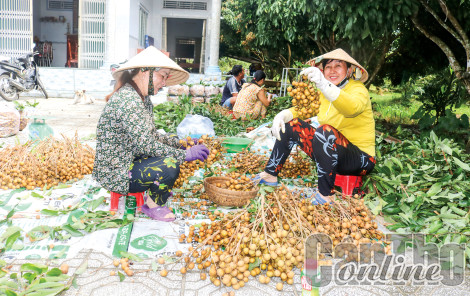 Kết nối cung cầu nông sản phục vụ Tết