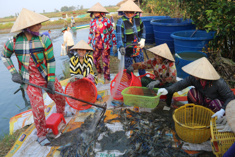 Nâng tầm con tôm Bạc Liêu