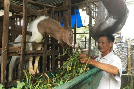 Hợp tác nuôi dê, tăng thu nhập