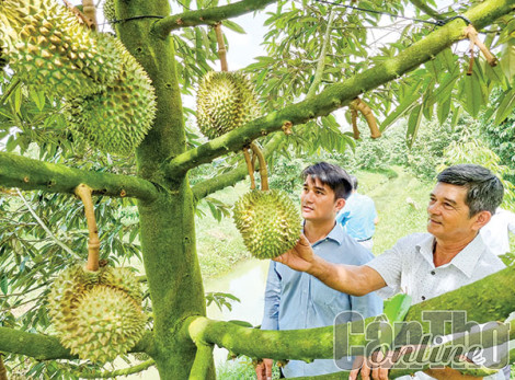 Hỗ trợ nông dân trồng cây ăn trái xây dựng mã số vùng trồng
