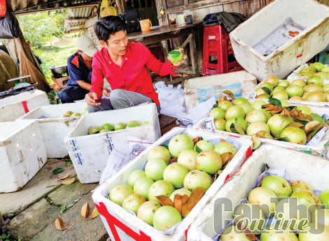 Cả nước có hơn 254.137ha cây trồng được cấp mã số vùng trồng