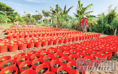 Sản xuất rau màu và hoa kiểng phục vụ Tết