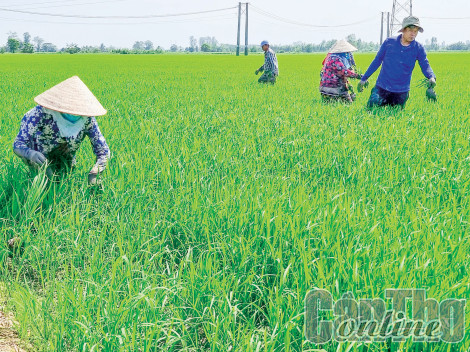Cần Thơ xuống giống lúa vụ đông xuân đạt 73.089ha