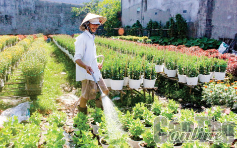 Hoa kiểng phát triển tốt, sẵn sàng phục vụ Tết